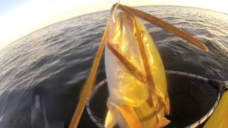 preview picture of video 'Rockport Kayak Fishing'