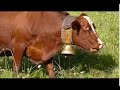 Vache Dans Les Alpage Avec Les Cloches France