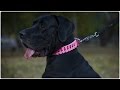 Pretty Great Dane Girl Wearing Pink Leather Dog Collar With Spikes And Studs