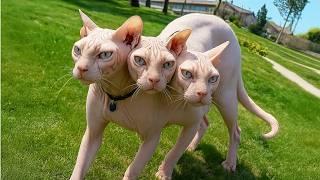 30 Gatos Que Nascem Apenas Uma Vez A Cada Mil Anos
