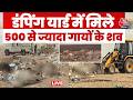 Jaisalmer Dead Cows News LIVE Dumping Yard में गायों की सड़ी हुई �