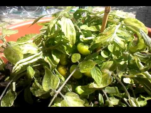 video-2011-04-30-14-05-54