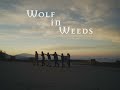 Wolf in Weeds