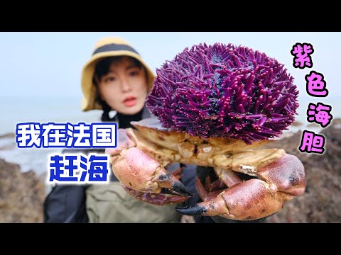 在法国赶海，捡到拳头大海胆，做道家常煎蛋滑嫩鲜甜 | 趕海 | 法國 | 螃蟹 | 海胆 | 美食 | 农村 |
