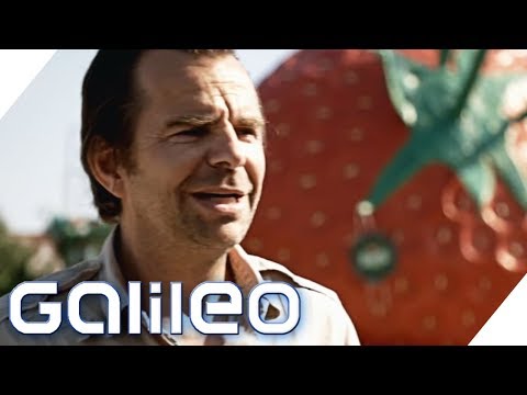 Das Erdbeer-Imperium  - Wer steht hinter dem Erfolg? | Galileo | ProSieben