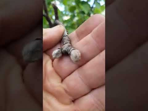 árbol multifrutas en flor y con frutos.