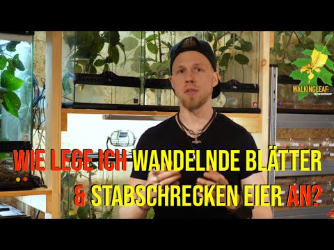 Wie lege ich Wandelnde Blätter & Stabschrecken Eier an? Phyllium Philippinicum Tobeloense Giganteum