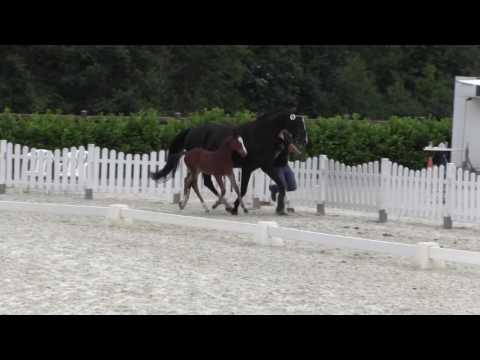 "Die Goldmarie" Dacantos x Escudo I x Goldstern x Argentinus x Grannus