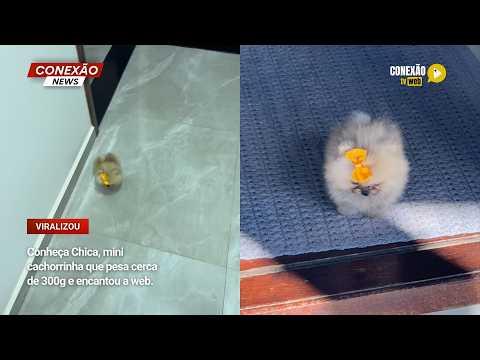 Vídeo: Conheça Chica, mini cachorrinha que pesa cerca de 300g e encantou a web.