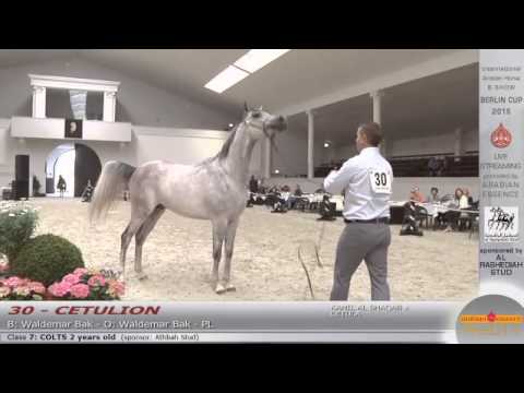 Berlin Cup Werder 2015 - Colts 2 years old (Class 7) - N.30 CETULION
