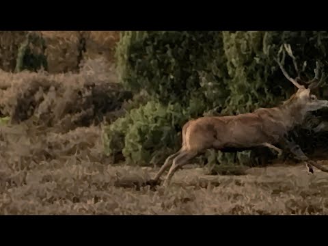 Herd of red deer fleeing from wolves, Netherlands, Loenermark.
