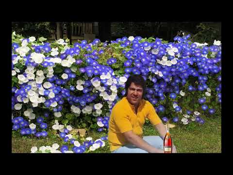 Ahmad Zahir   Hasha Ke Man Ba Masoume Gol 1