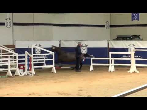 QUICKMAX (v. Quickstar x Cormint)