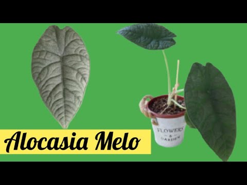 Alocasia Melo care guide