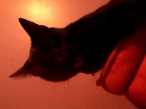 Nahla the cat thinks she's a dog