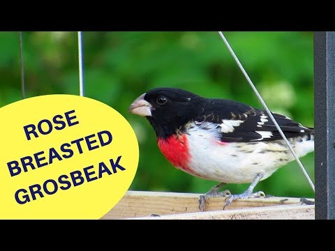 Rose-breasted Grosbeak on Platform Feeder 2018