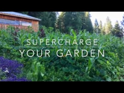 download lagu mp3 mp4 How To Supercharge Your Garden, download lagu How To Supercharge Your Garden gratis, unduh video klip How To Supercharge Your Garden