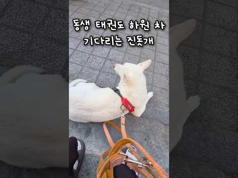 동생 태권도 하원차 기다리는 진돗개