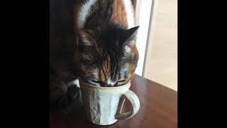 三毛猫とホットミルク/Warm milk stolen by a calico cat
