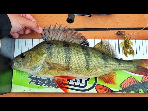 KIRKKAAN VEDEN AHVENENKALASTUS | +120CM HAUKI | PIENVESISTÖJEN HURJAT KALAT