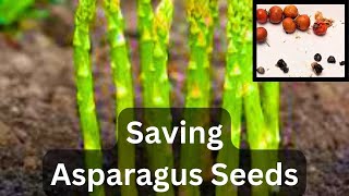 Collecting Asparagus Seeds | Saving Harvesting