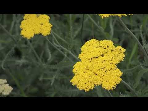 Agro karavan ep. 282 - Bavanište - 11.06.2023.