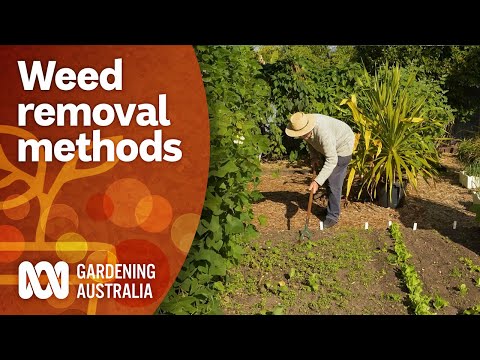 Remove weeds using these effective methods | Gardening 101 | Gardening Australia