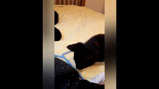 初めてハンガーをみた子猫の反応がおもしろかった
