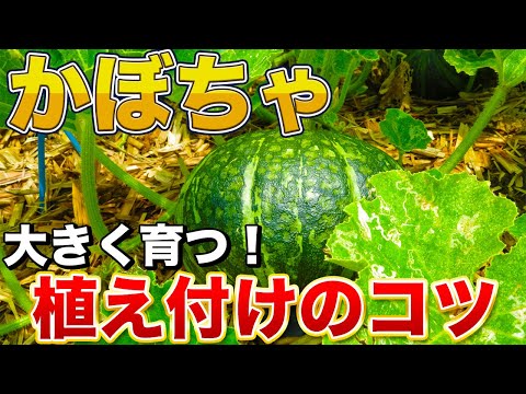 カボチャの植え付け: 上手に育てる方法 庭の練習