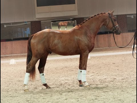 Blue Hors Zackerey x Bon Bravour (Sold)