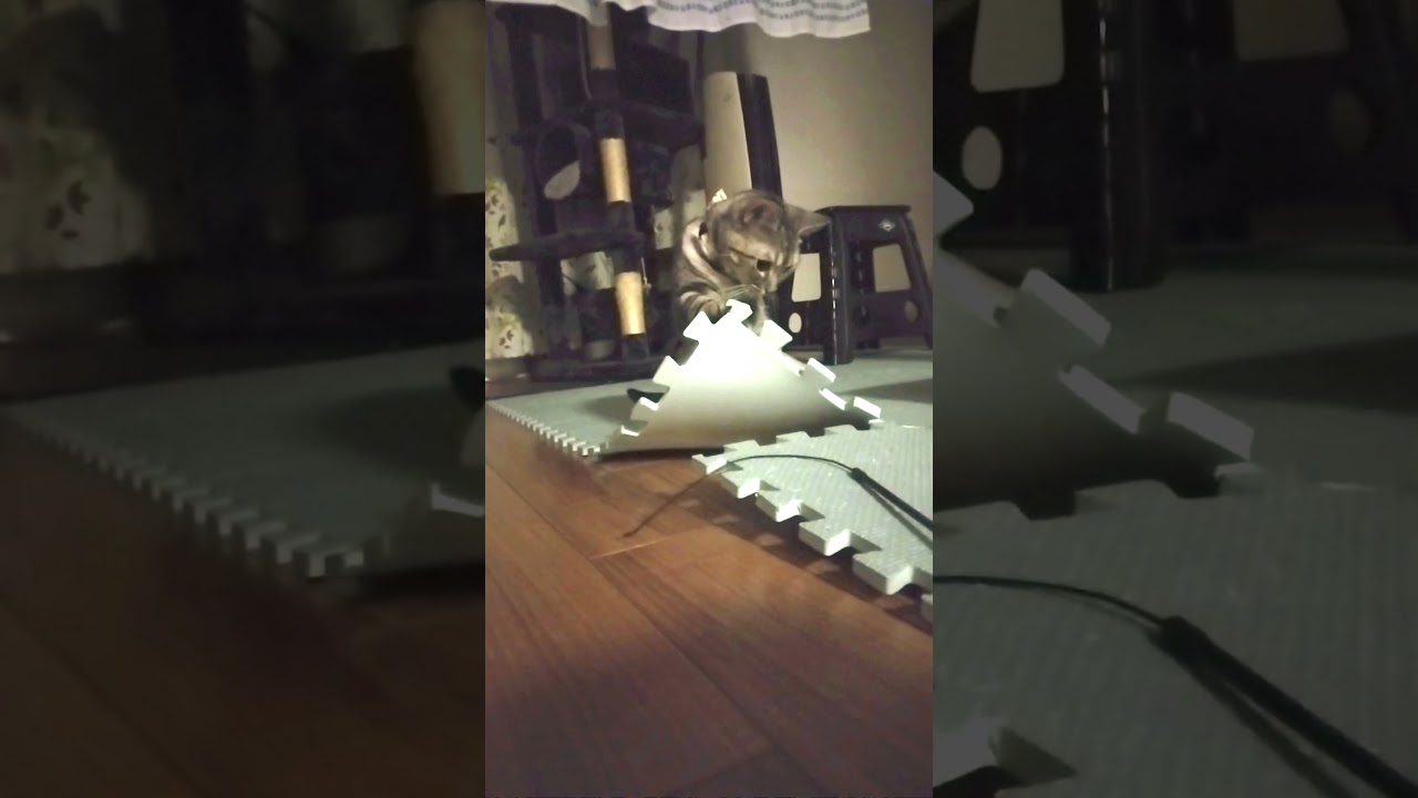 フロアマットに遊ばれる猫 #americanshorthaircat #アメショのララ #猫のいる暮らし #cat #アメリカンショートヘア #ねこ #ねこのいる生活 #フロアマット