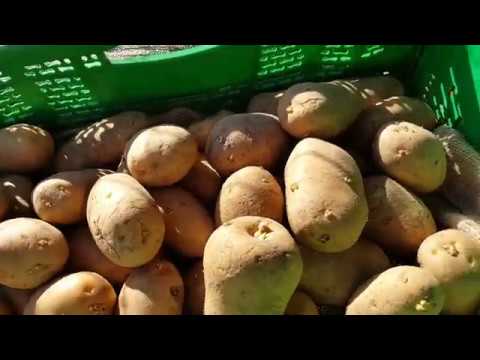 , title : 'Cómo sembrar patatas trempranas en un bancal y en sacos variedad agrias (año 2019)'