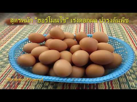ทำไมเมื่อคนไขมันกระเจี๊ยวเล็ก ๆ น้อย ๆ สวีเดนพบค้อนของ ธ อร์