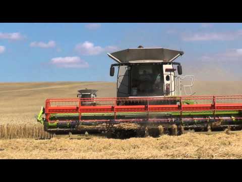 2. Stück Claas Lexion 770 Terra Trac APS HYBRID System  mit Schneidwerk V 1050  bei der Weizen Ernte