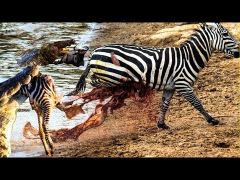 Top 10 STRONGEST Predators In The Wild | Prey VS Predator - KERBEROS