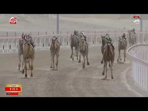 ش 2 بندقية زمول محليات إنتاج (النشمي) بخيت راشد سيف الشامسي 12:43:73 ، ختامي الوثبة 2026/05/19