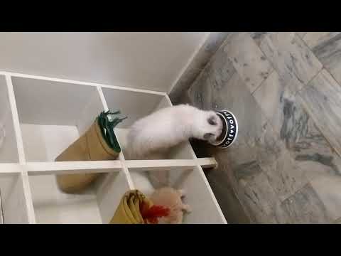 Keeping Persian cats as pets