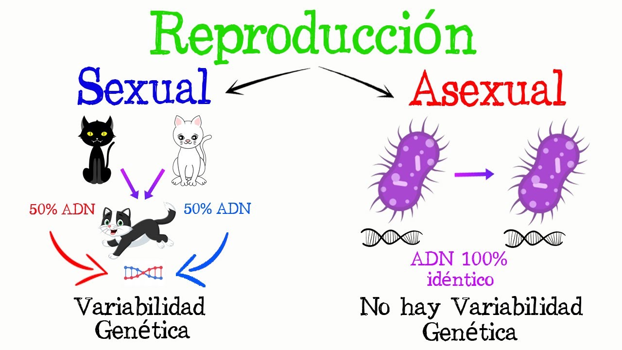 ¿Qué es reproducir significado? – LIB ASK