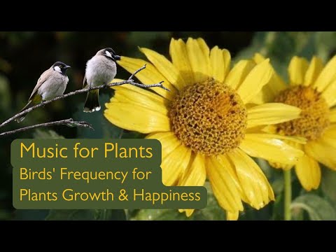 Music for Plants to Stimulate Plants Growing with Birds Frequency for Plants Happiness
