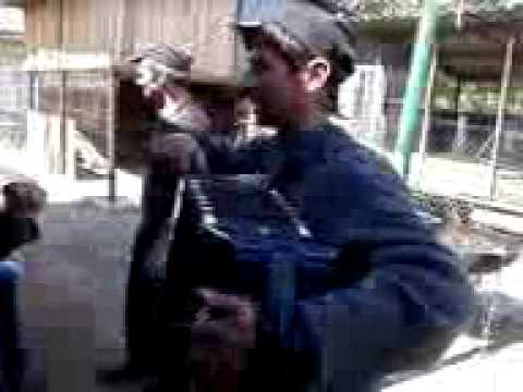 lautaru din colceag ph.mp4