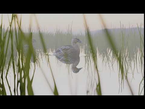 Ducks on a lake | Blender | 3D Animation