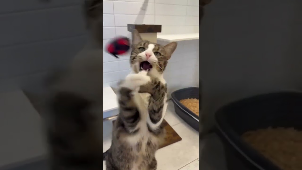 Garen, a Adoptable mixed breed in New Orleans, LA video 5/5