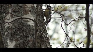 Sumargestur (Ásgeir cover)