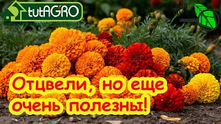 ХОТЕЛ КИНУТЬ ИХ В КОМПОСТ, НО ОСТАНОВИЛСЯ! Они отцвели, но еще очень полезны.