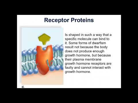 Bio 111 Chapter 5 Membrane Structure and Function