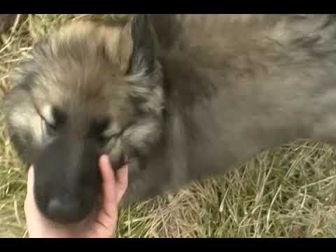 Aspens Mr. Caramel Sugar Cone Silver Sable Male Puppy