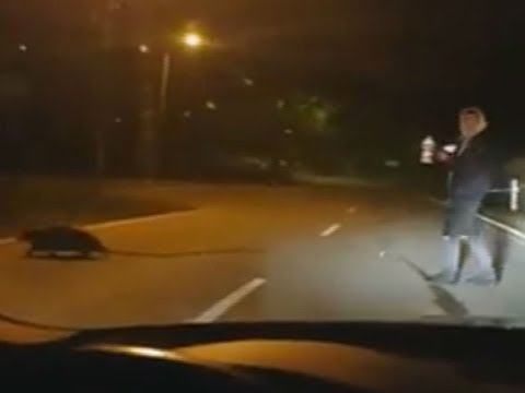 On the street at night: When the beaver needs help carrying