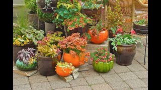 Container Garden Pictures