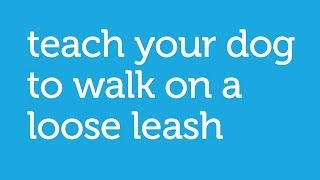 How to Walk your Dog With a Loose Leash (Petco)