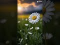 Flowers Beautiful Pictures Wallpaper
